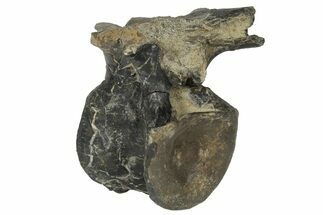 5.4" Ornithopod Dinosaur Vertebra - Isle of Wight, England - Fossil #171296