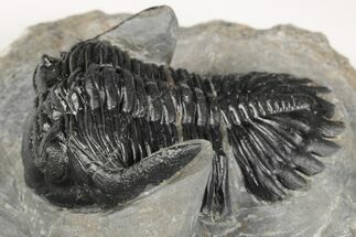 2.5" Detailed Hollardops Trilobite - Nice Eye Facets - Fossil #202962
