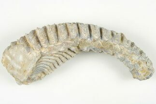 Cretaceous Fossil Oyster and Bivalve Association - Madagascar #199206
