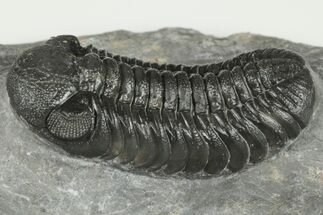 Austerops Trilobite Fossil - Morocco #202988