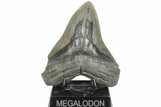 Huge, Fossil Megalodon Tooth - Visible Serrations #203032