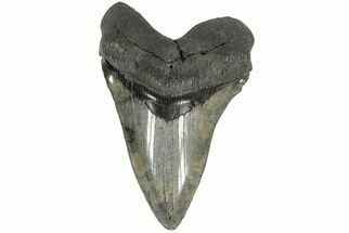 Serrated, 5.22" Fossil Megalodon Tooth - South Carolina - Fossil #203049