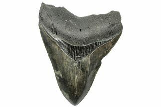 Serrated, 4.08" Fossil Megalodon Tooth - South Carolina - Fossil #203078