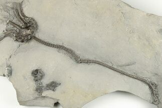 Crinoid (Lyriocrinus) Fossil - Rochester Shale, New York #203135
