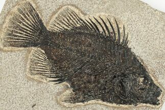 Fossil Fish (Priscacara) - Green River Formation #203194
