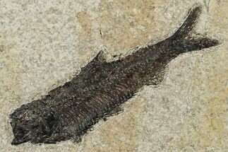 5.4" Detailed Fossil Fish (Knightia) - Wyoming - Fossil #203182