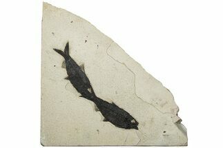 Two Detailed Fossil Fish (Knightia) - Wyoming - Fossil #203222