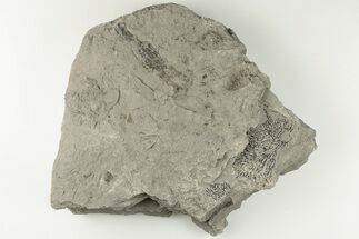 Plate Of Graptolite Fossils - Rochester Shale, NY #203265