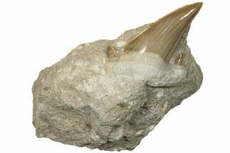 2.4" Otodus Shark Tooth Fossil in Rock - Huge Tooth! - Fossil #201156