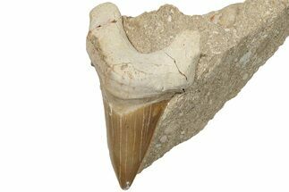 3.1" Otodus Shark Tooth Fossil in Rock - Huge Tooth! - Fossil #201160