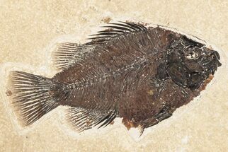 Fossil Fish (Cockerellites) - Wyoming #203186