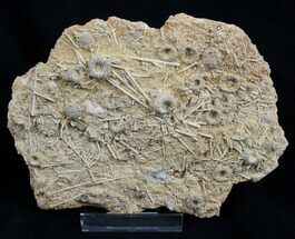 Multiple Fossil Urchin Plate - Acrosalenia Hemicidaroides #2113