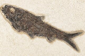 Detailed Fossil Fish (Knightia) - Wyoming #203203