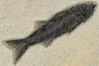 5.2" Uncommon Fish Fossil (Mioplosus) - Wyoming - Fossil #203204