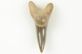 Fossil Shark (Cretodus) Tooth - Carlile Shale, Kansas #203290