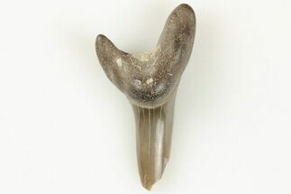 Fossil Shark (Cretodus) Tooth - Carlile Shale, Kansas #203305