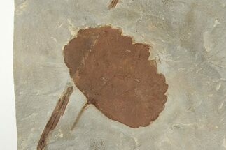 2.6" Fossil Leaf (Zizyphoides) - Montana - Fossil #203362