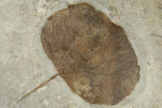 4" Fossil Leaf (Zizyphoides) - Montana - Fossil #203363