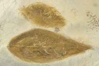 Two Detailed Fossil Leaves (Cyclocarya) - Montana #203365