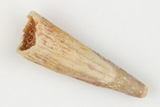 .85" Fossil Pterosaur (Siroccopteryx) Tooth - Morocco - Fossil #203417