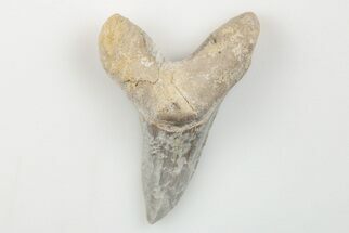 1.8" Cretaceous Ginsu Shark (Cretoxyrhina) Tooth - Kansas - Fossil #203313