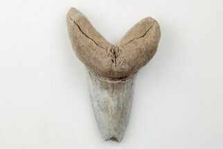 1.77" Cretaceous Ginsu Shark (Cretoxyrhina) Tooth - Kansas - Fossil #203318