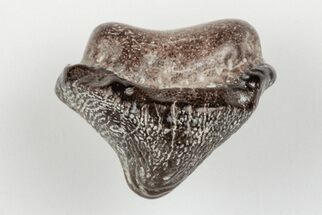 .4" Fossil Crusher Shark (Ptychodus) Tooth - Kansas - Fossil #203325