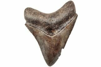 Serrated, Juvenile Megalodon Tooth - South Carolina #203165