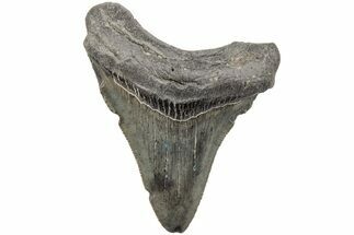 2.52" Juvenile Megalodon Tooth - South Carolina - Fossil #203173