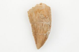 Serrated, .7" Raptor Tooth - Real Dinosaur Tooth - Fossil #203498