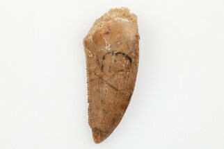 Serrated, Raptor Tooth - Real Dinosaur Tooth #203506
