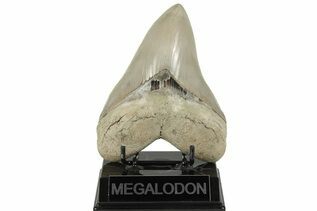 Megalodon Teeth For Sale