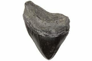 3.22" Fossil Megalodon Tooth - South Carolina - Fossil #203162