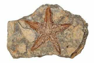 Ordovician Starfish (Petraster?) Fossil with Pos/Neg - Morocco #203528