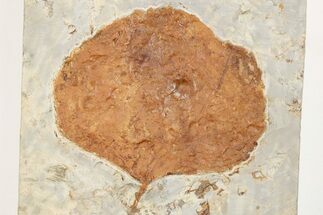 3.55" Fossil Leaf (Zizyphoides) - Montana - Fossil #203346