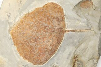 3.4" Fossil Leaf (Zizyphoides) - Montana - Fossil #203558