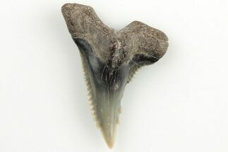 1" Snaggletooth Shark (Hemipristis) Tooth - Aurora, NC - Fossil #203569