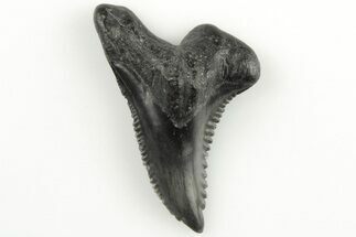 1.35" Snaggletooth Shark (Hemipristis) Tooth - Aurora, NC - Fossil #203583