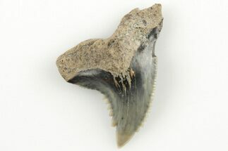 .95" Snaggletooth Shark (Hemipristis) Tooth - Aurora, NC - Fossil #203588