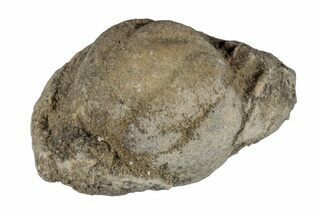 Silurain Fossil Sponge (Astraeospongia) - Tennessee #203715