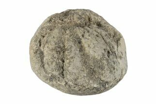 Silurain Fossil Sponge (Astraeospongia) - Tennessee #203727