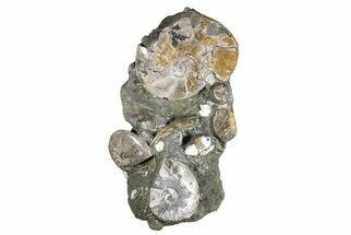 Impressive, 20" Fossil Ammonite Cluster - Madagascar - Fossil #74850