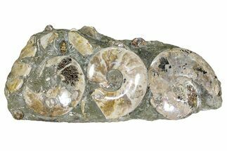 Wide Polished Ammonite & Nautilus Cluster - Madagascar #109235