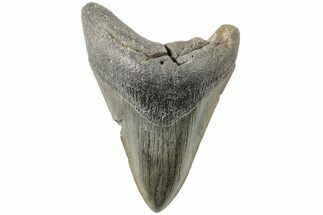 5.29" Fossil Megalodon Tooth - South Carolina - Fossil #203096
