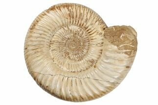 Jurassic Ammonite (Perisphinctes) - Madagascar #191596