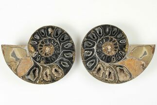 3.1" Cut/Polished Ammonite (Phylloceras?) Pair - Unusual Black Color - Fossil #166016