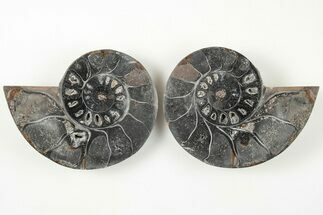 3.2" Cut/Polished Ammonite (Phylloceras?) Pair - Unusual Black Color - Fossil #166020