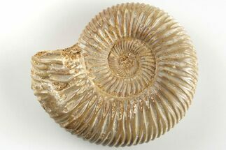 Polished Jurassic Ammonite (Perisphinctes) - Madagascar #203852