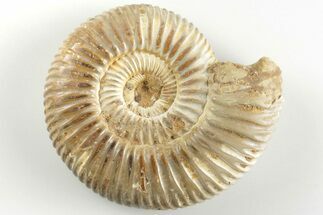 Polished Jurassic Ammonite (Perisphinctes) - Madagascar #203855