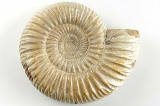 2.5" Polished Jurassic Ammonite (Perisphinctes) - Madagascar - Fossil #203862